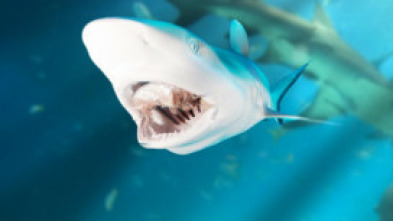 Imagen de Zona de peligro: tiburones - 5
