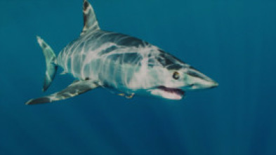 Imagen de El tiburón mako más grande del mundo - 10
