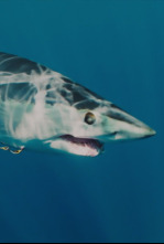 Imagen de El tiburón mako más grande del mundo - 5