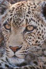 Imagen de Savage Kingdom: lucha de clanes  - 9