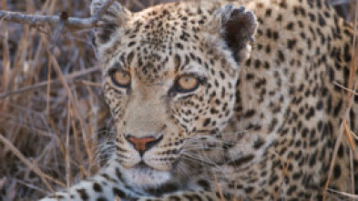 Imagen de Savage Kingdom: lucha de clanes  - 10
