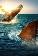 Imagen de Tiburón contra ballena - 7