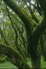 Imagen de Planeta selva: Las junglas de la sed. Bosque americano - 12
