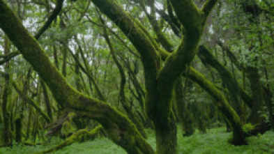 Imagen de Planeta selva: Las junglas de la sed. Bosque americano - 14