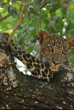Imagen de El Leopardo de Sri Lanka - 7