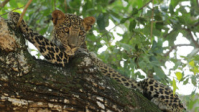 Imagen de El Leopardo de Sri Lanka - 8