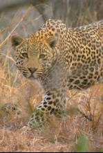 Imagen de El reino del leopardo - 9