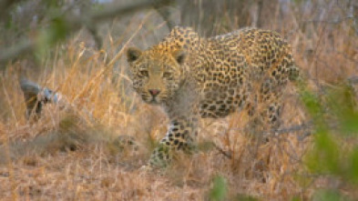 Imagen de El reino del leopardo - 10