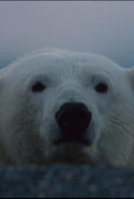Imagen de Animales Imbatibles - 6