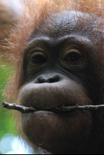 Imagen de El reino secreto de Borneo  - 12