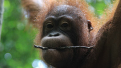 Imagen de El reino secreto de Borneo  - 13