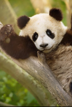 Imagen de Escuela de pandas  - 5