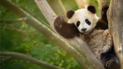 Imagen de Escuela de pandas  - 6