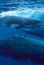 Imagen de Gigantes de las profundidades - 6
