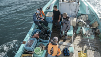 Imagen de Jurassic Sharks - 5
