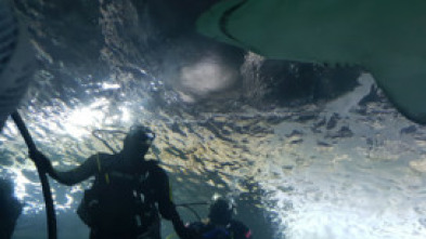 Imagen de La invasión del megatiburón - 5