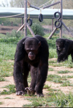 Imagen de Escuela de chimpancés - 5