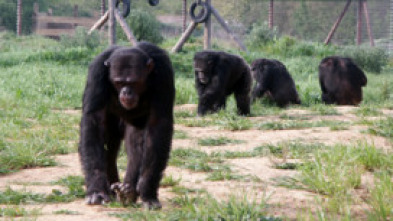 Imagen de Escuela de chimpancés - 6