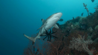 Imagen de Sharkzilla ataca Nueva York - 5