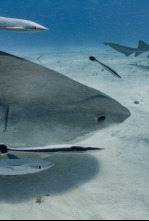 Imagen de Kpop: cazadores de tiburones - 10