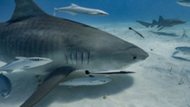 Imagen de Kpop: cazadores de tiburones - 11