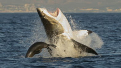 Imagen de Los tiburones más peligrosos del mundo - 7