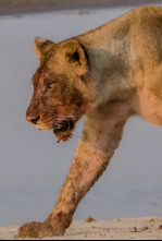 Imagen de Los titanes de los ríos africanos - 4