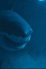 Imagen de Terror en el mar - 4