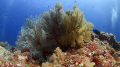 Imagen de Mares supremos: Océanos - 15