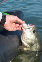 Imagen de Tras el bass, raspando fondo - 4
