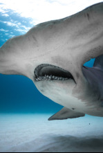 Imagen de Tiburones blancos de Guadalupe  - 7
