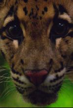 Imagen de Los felinos de Tailandia - 12