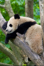 Imagen de Escuela de pandas: El estilo panda - 5