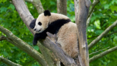 Imagen de Escuela de pandas: El estilo panda - 6