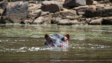 Imagen de Boteti: el río de...: Muerte en el polvo - 10