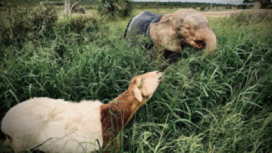 Imagen de Rescate de animales bebé: Ep.2 - 10