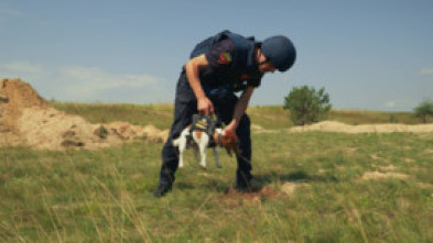 Imagen de Nosotros, nuestras mascotas y la guerra - 7