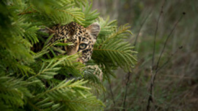 Imagen de El joc de trons dels...: La reina ha mort - 7