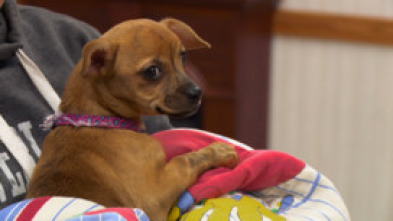 Imagen de Critter fixers:...: Peludos, familia, amigos - 7