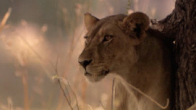Imagen de Leones: zona de guerra - 8
