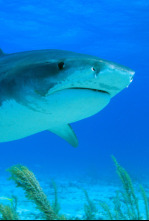 Imagen de Depredadores marinos - 6