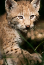 Imagen de Guarderías de la naturaleza - 4