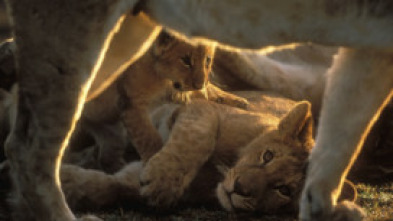 Imagen de Diario de los grandes felinos: Ep.1 - 5