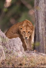 Imagen de Visto en el safari  - 6
