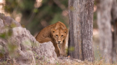 Imagen de Visto en el safari  - 7