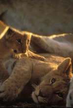 Imagen de Diario de los grandes felinos  - 4