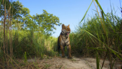 Imagen de Expedición tigre (T1): Ep.1 - 5