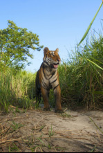 Imagen de Expedición tigre (T1): Ep.2 - 4