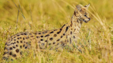 Imagen de Las criaturas secretas de África - 15