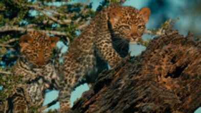 Imagen de Mashatu: tierra de leopardos - 7